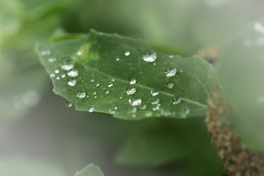 yeşil yaprak çiy ile portre bırakır. Doğa arka plan