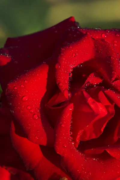 Red rose with water drops — Stock Photo, Image