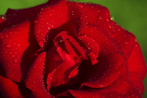 Red rose with water drops — Stock Photo, Image