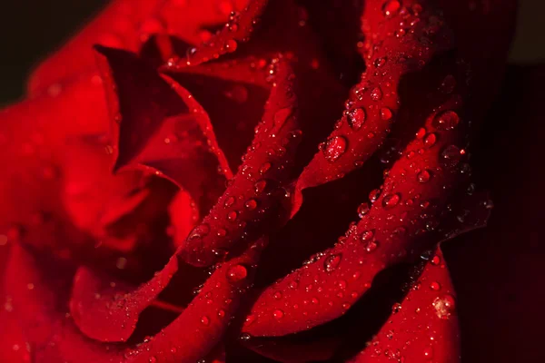 Red rose with water drops — Stock Photo, Image