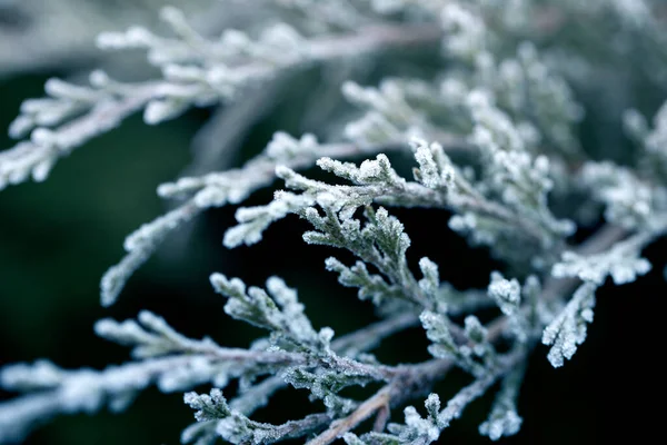 Thuja Tak Bedekt Met Witte Verse Sneeuw Een Winter Ijzige — Stockfoto