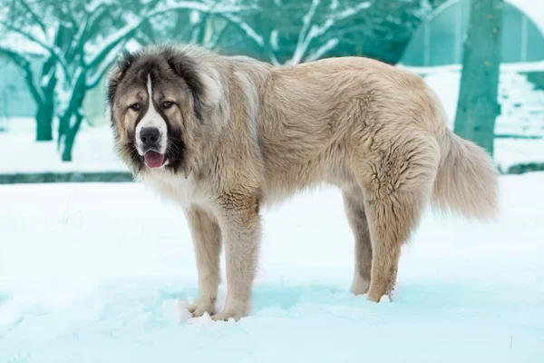 Perro Pastor Caucásico Adulto Perro Pastor Caucásico Invierno —  Fotos de Stock