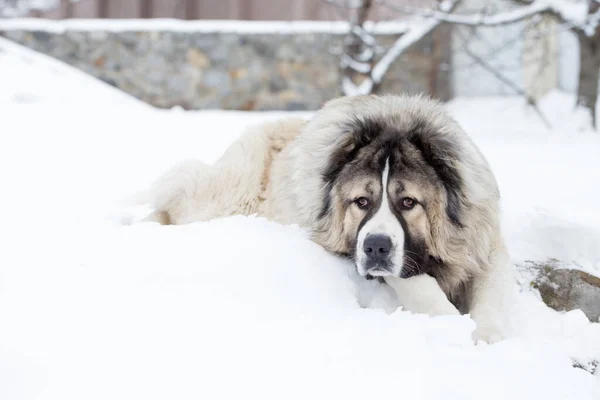 Ενήλικες Καυκάσιος Ποιμένας Σκυλί Καυκάσιος Τσοπανόσκυλο Χειμώνα — Φωτογραφία Αρχείου
