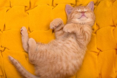 Uyuyan İngiliz kızıl kedicik. Sarı arka planda uyuyan İngiliz kızıl kedi yavrusu