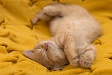Uyuyan İngiliz kızıl kedicik. Sarı arka planda uyuyan İngiliz kızıl kedi yavrusu