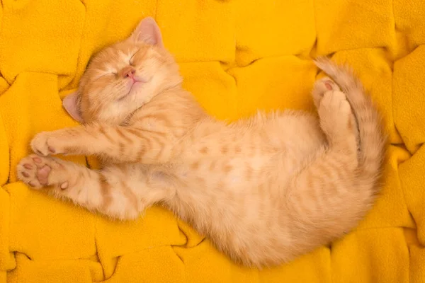 Κοιμισμένη Βρετανίδα Κοκκινομάλλα Ύπνο Βρετανικό Γατάκι Τζίντζερ Κίτρινο Φόντο — Φωτογραφία Αρχείου