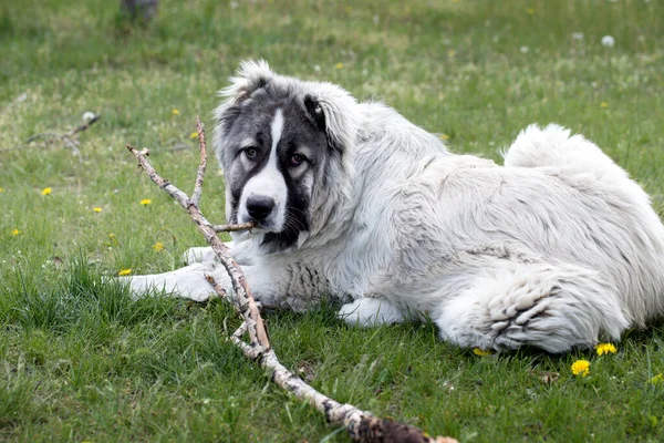 かわいい白人羊飼いの犬 庭の美しい幸せな犬 庭の美しい幸せな白人羊飼いの犬 — ストック写真