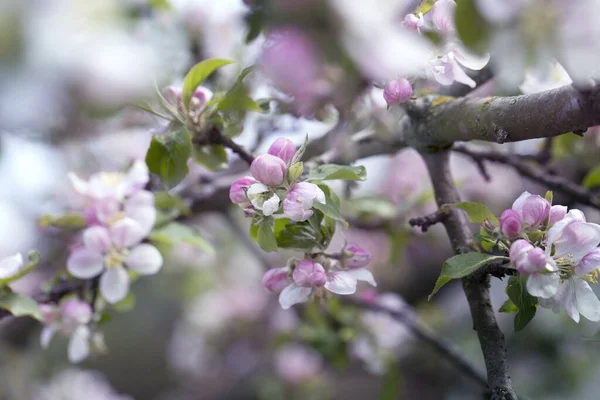 Background Spring Apple Blossom Blossoming Branch Springtime Blooming Apple Tree — Stock Photo, Image