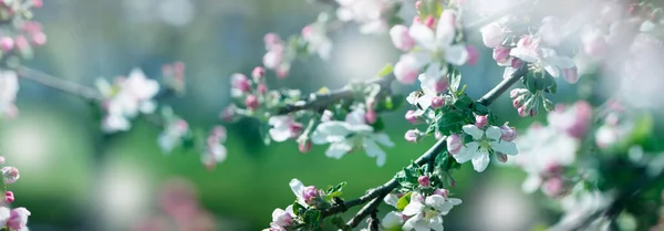 background with spring apple blossom. Blossoming branch in springtime Blooming apple tree in spring time.fresh Apple tree twig with flowers and leaves on garden