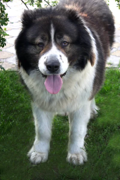 Söt Vit Herdehund Vacker Glad Hund Trädgård Vacker Glad Vit — Stockfoto