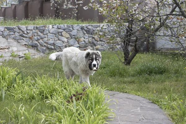 かわいい白人羊飼いの犬 庭の美しい幸せな犬 庭の美しい幸せな白人羊飼いの犬 — ストック写真