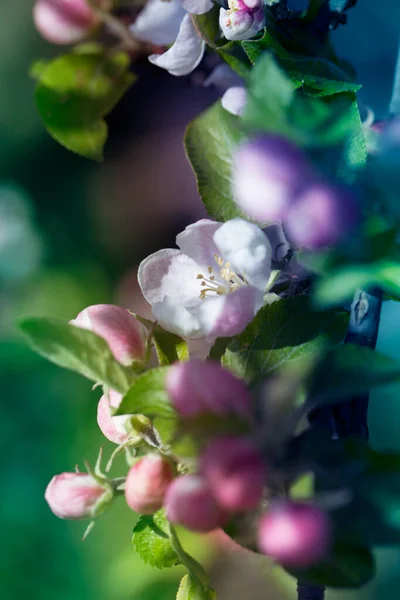 Háttér Tavaszi Almavirág Virágzó Tavasszal Virágzó Almafa Tavasszal Friss Almafa — Stock Fotó
