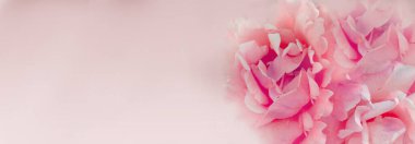 Blurred background with rose of pink color. Copy space for your text. Mock up template. Can be used for wallpaper, wedding cards, web page banner