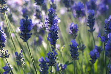Portre fotoğraf güzel nazik lavanta çiçeği alan, mor çiçek arka plan, aromatik bitki, Bahar doğanın güzelliği
