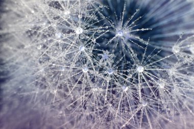 Yaprağın karahindiba kafasına close-up. Bir paraşüt karahindiba su damlaları