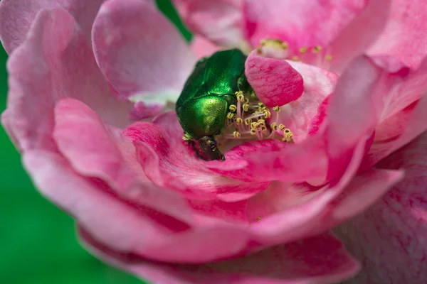 Chafer Rosa Alimentándose Una Flor Macro Una Rosita Floración Una — Foto de Stock