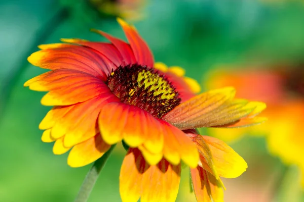 Sarı-kırmızı yaz çiçek makro görünümü. Kırmızı yaz çiçek makro. Bahar arka plan veya banner şablon için çiçek resim