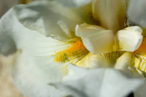 Közelkép Absztrakt Kép Fehér Írisz Virág Tavaszi Makró Szabadban Fehér — Stock Fotó