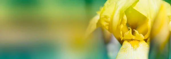 Close Abstract Beeld Van Gele Irisbloem Voorjaar Macro Buiten Gele — Stockfoto