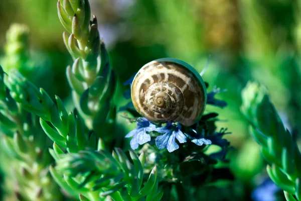 Makro Małego Ślimaka Ogrodowego Jedzącego Wiosenny Kwiat Ogrodzie Mały Brązowy — Zdjęcie stockowe