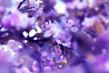 Bahar elması çiçekli arka plan. Bahar mevsiminde çiçek açan elma ağacı dalları. Çiçekli ve yapraklı taze elma ağacı dalları.