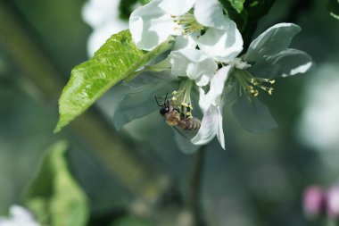 Ağaçtaki beyaz bir çiçekte arı. Elma çiçeğinden polen topluyor. Elma çiçeğinden arı topluyor.