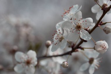Çiçek açan bahar ağaçları, çiçek açan arka planlar. Çiçek açan ağaçlı güzel doğa sahnesi
