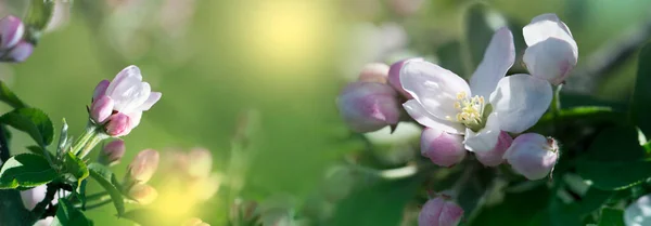 Hintergrund Mit Frühlingsapfelblüte Blühender Zweig Frühling Blühender Apfelbaum Frühling Frischer — Stockfoto