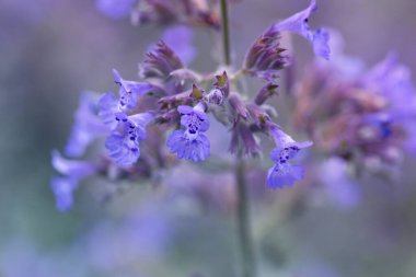 Çiçek açan bir Nepeta kedi nanesi ya da güzel bir bokeh ile naneli şeker arkaplanından dekoratif menekşe. Mor çiçeklere yaklaş.