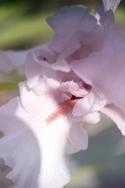 Fiore Iris Vicino Macro Immagine Iride — Foto Stock