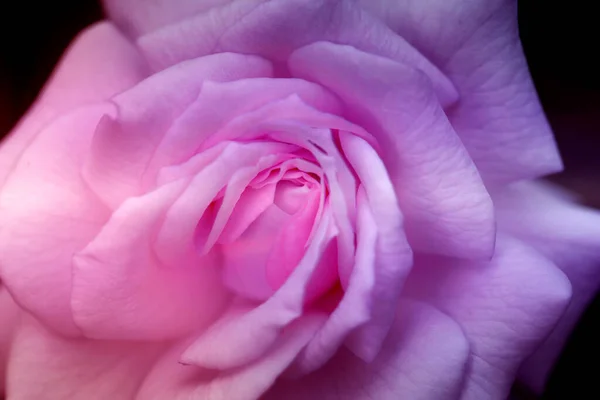 분홍색 장미를 가까이 것입니다 정원에 아름다운 분홍빛 장미의 — 스톡 사진