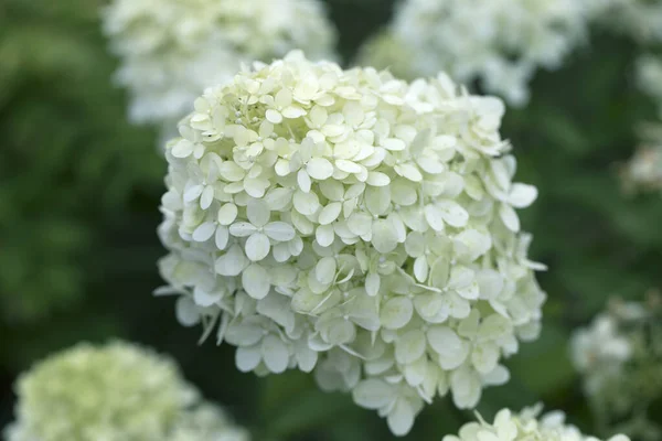 Close White Hydrangea Flowers Background White Hydrangea Flowers Bush — Stock Photo, Image