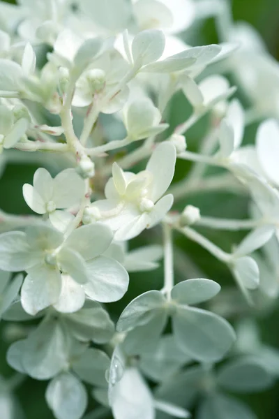 Close White Hydrangea Flowers Background White Hydrangea Flowers Bush — Stock Photo, Image