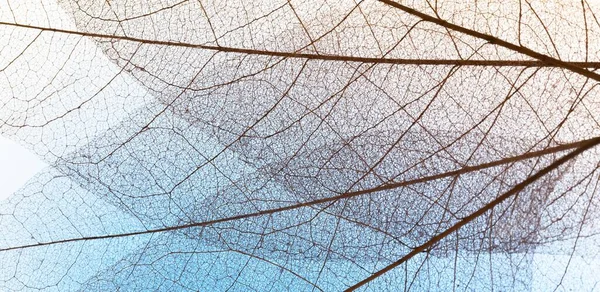 Plana Leigos Folhas Transparentes Textura Lâmina Resolução Alta Qualidade Bela — Fotografia de Stock