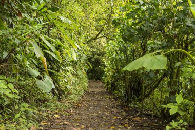 empty pathway along with green tree in rainforest. Resolution and high quality beautiful photo