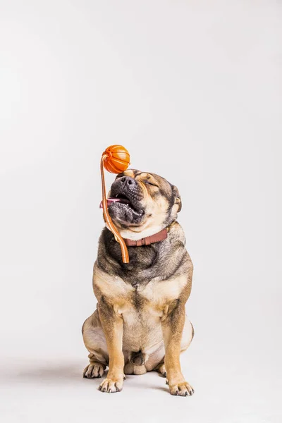 Bulldog Playing Toy White Background Resolution High Quality Beautiful Photo — Stock Photo, Image