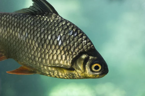 Ikan Mas Resolusi Dan Foto Indah Berkualitas Tinggi — Stok Foto