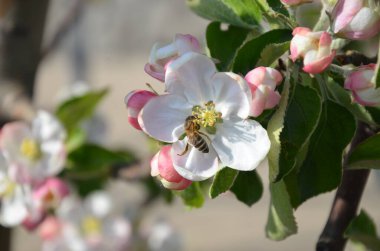 Bir arı bir elma ağacını döller.