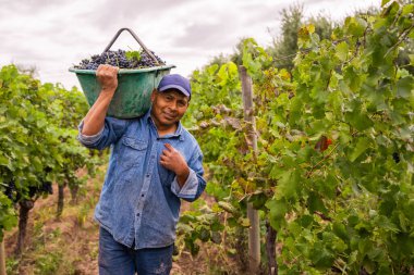 Gülümseyen, çalışkan bir adam omzunda bir sandık üzüm taşıyor.