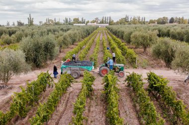Üzüm tarlası ve hasat yapan insanlar.