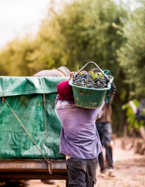 Omzunda bir sandık üzüm taşıyan bir adam.