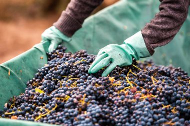 Eldivenli eller bir sürü üzüm topluyor.