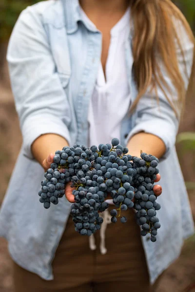 Donna Mani Che Tengono Grappoli Uva — Foto Stock