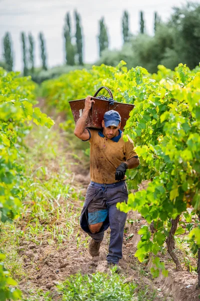 Mężczyzna Trzymający Skrzynkę Winogron Ramieniu — Zdjęcie stockowe