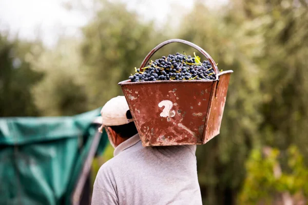 Uomo Che Tiene Una Cassa Uva Sulla Spalla — Foto Stock