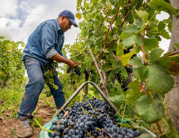 Man Harvesting Vineyard — Stock Photo, Image