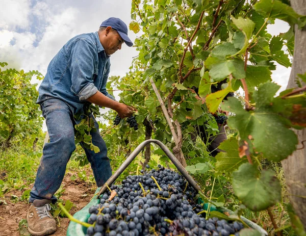 Raccolta Dell Uomo Vigna — Foto Stock