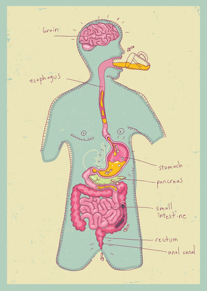 vector illustration of human digestive system for kids
