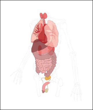 Human digestive system, digestive tract or alimentary canal clipart