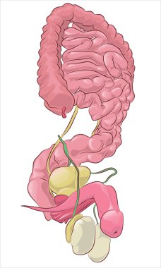 Illustration of the anatomy of the male reproductive system on a clipart